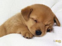 /album/para-os-amantes-de-cachorros/download-jpg2/
