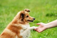 /album/para-os-amantes-de-cachorros/images-jpg2/