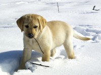 /album/para-os-amantes-de-cachorros/labrador-jpg/