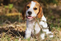 /album/para-os-amantes-de-cachorros/beagle-jpg/