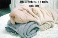 /album/para-os-amantes-de-cachorros/animal-n%c3%a3o-identificado-nesta-foto-jpg/